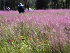 时评：“北京模式”让绿水青山变现生金